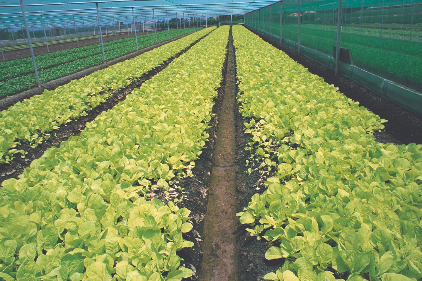 超越傳統，擁抱未來：台稜助您打造永續高產的精緻農業生態圈