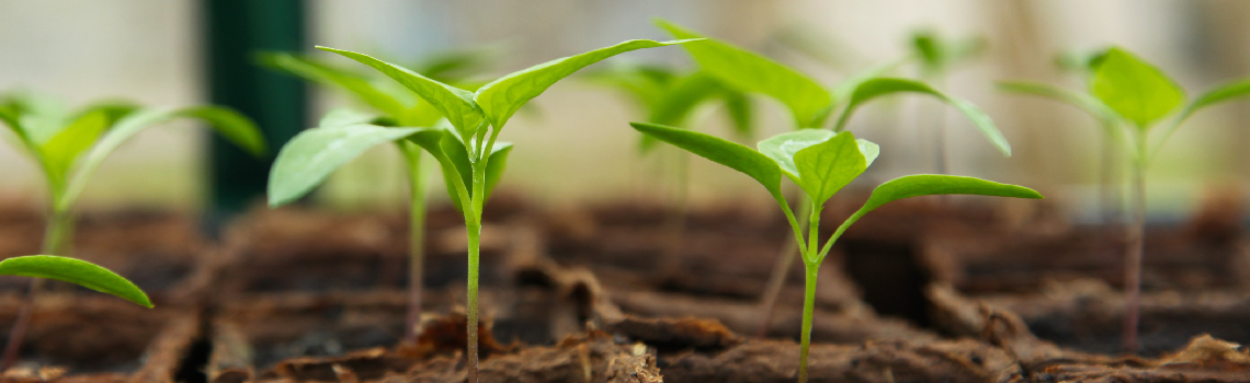 增濕機提供農作物源源不絕的水動力