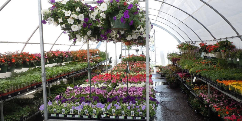 台稜公司安裝於溫室中的加濕機，運用噴霧器均勻調控濕度，促進精緻農業中蘭花與蔬果健康成長。